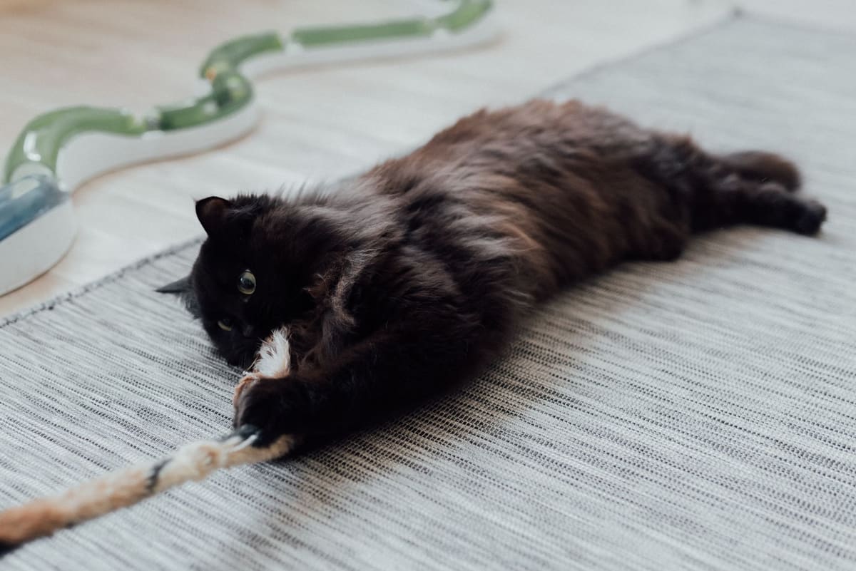 Brossage d'un chat sibérien au peigne métallique pendant la mue