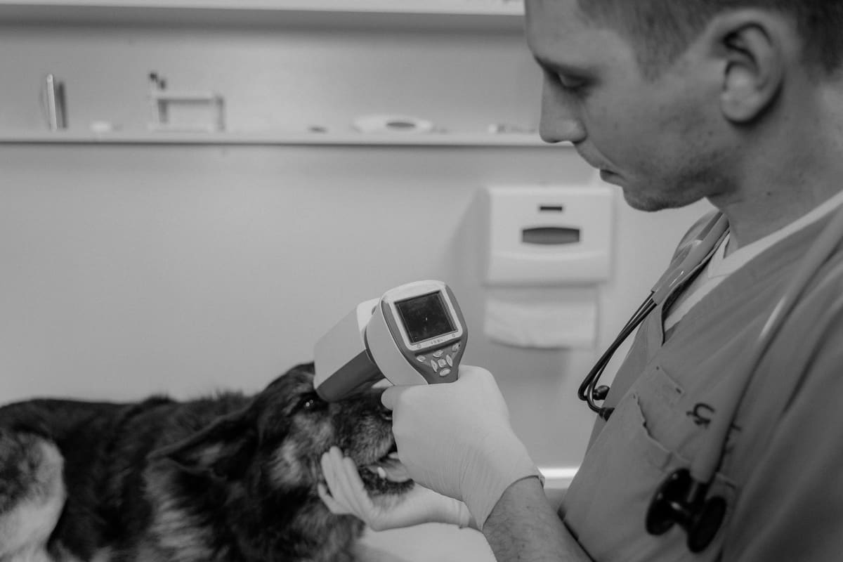 Vétérinaire lisant la puce d'identification d'un jeune chien loup en clinique