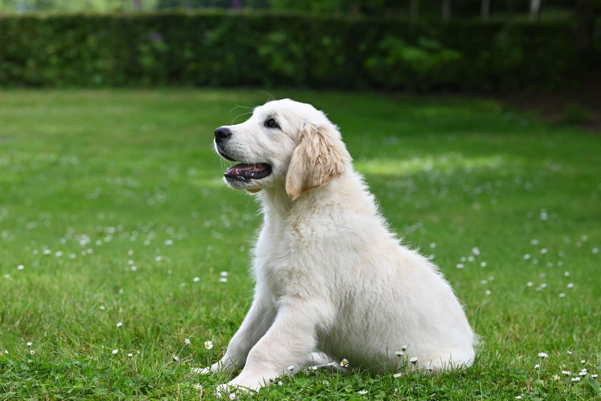 Éleveuse présentant des chiots golden retriever à un couple, race de chien familiale