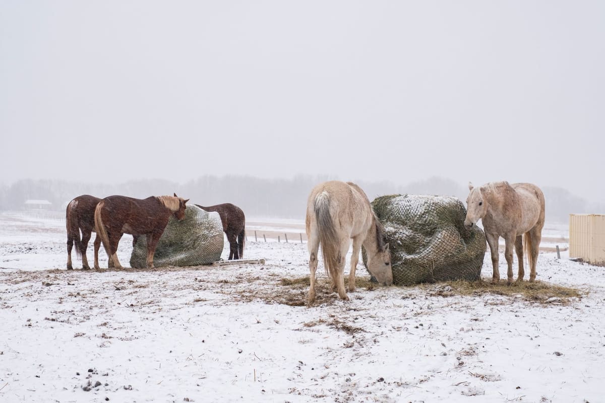 Cheval mangeant du foin au râtelier dans un paddock en hiver