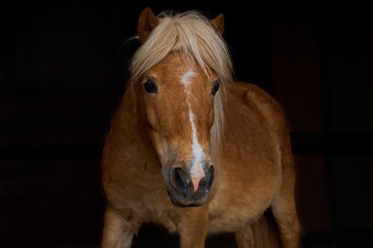 Maréchal-ferrant parant le sabot d'un poney Haflinger attaché sous un abri