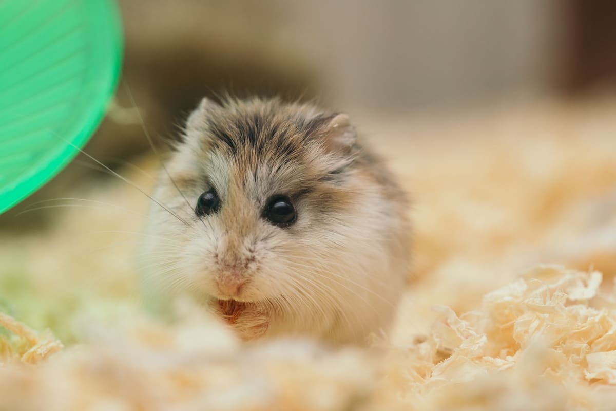 Hamster syrien creusant une litière épaisse, habitat adapté aux rongeurs domestiques