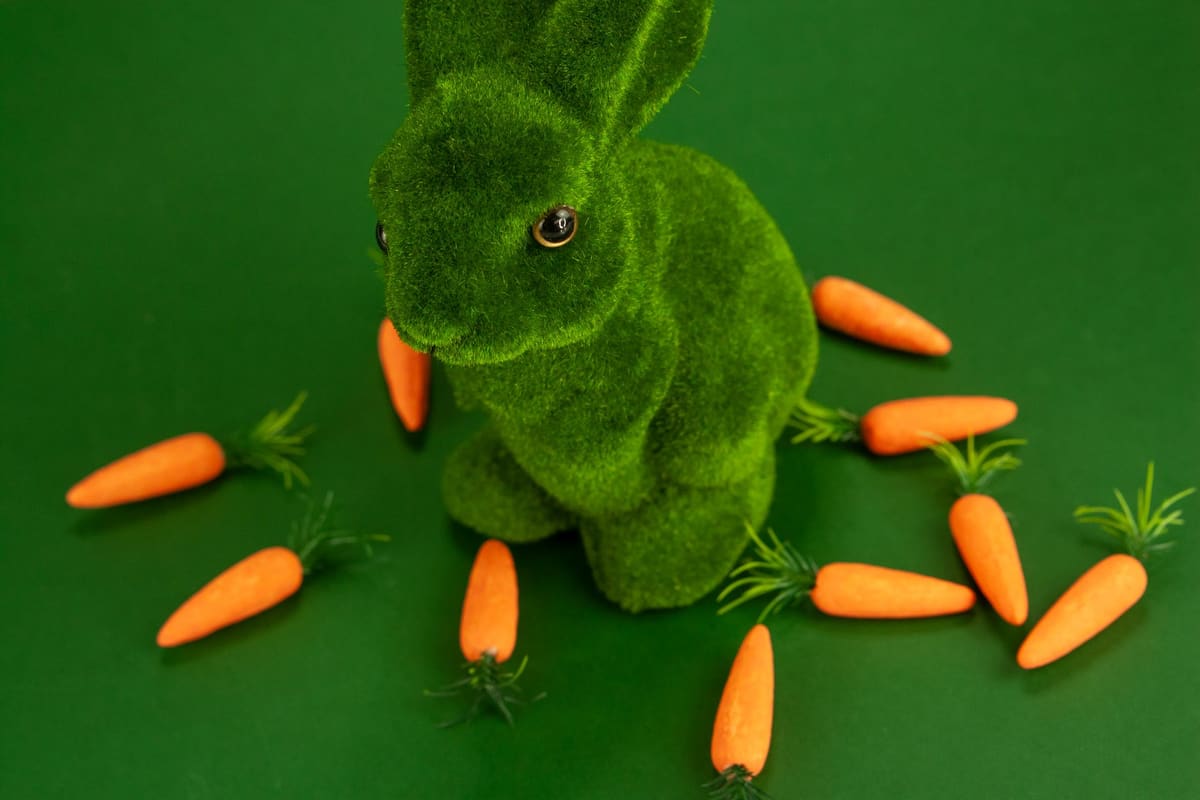 Souris domestique grignotant une rondelle de carotte, ration quotidienne de légumes frais