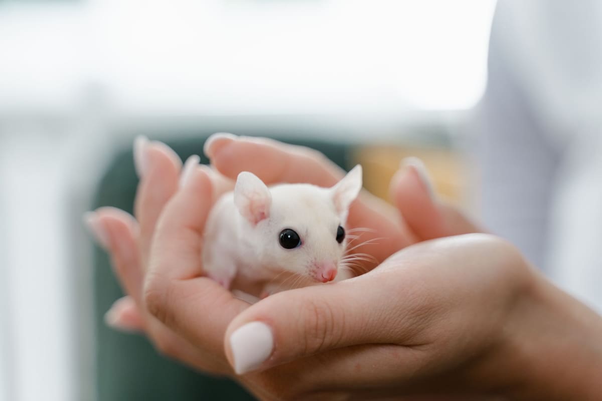 Souris domestique tenue en coupe dans deux mains lors d'une séance d'apprivoisement