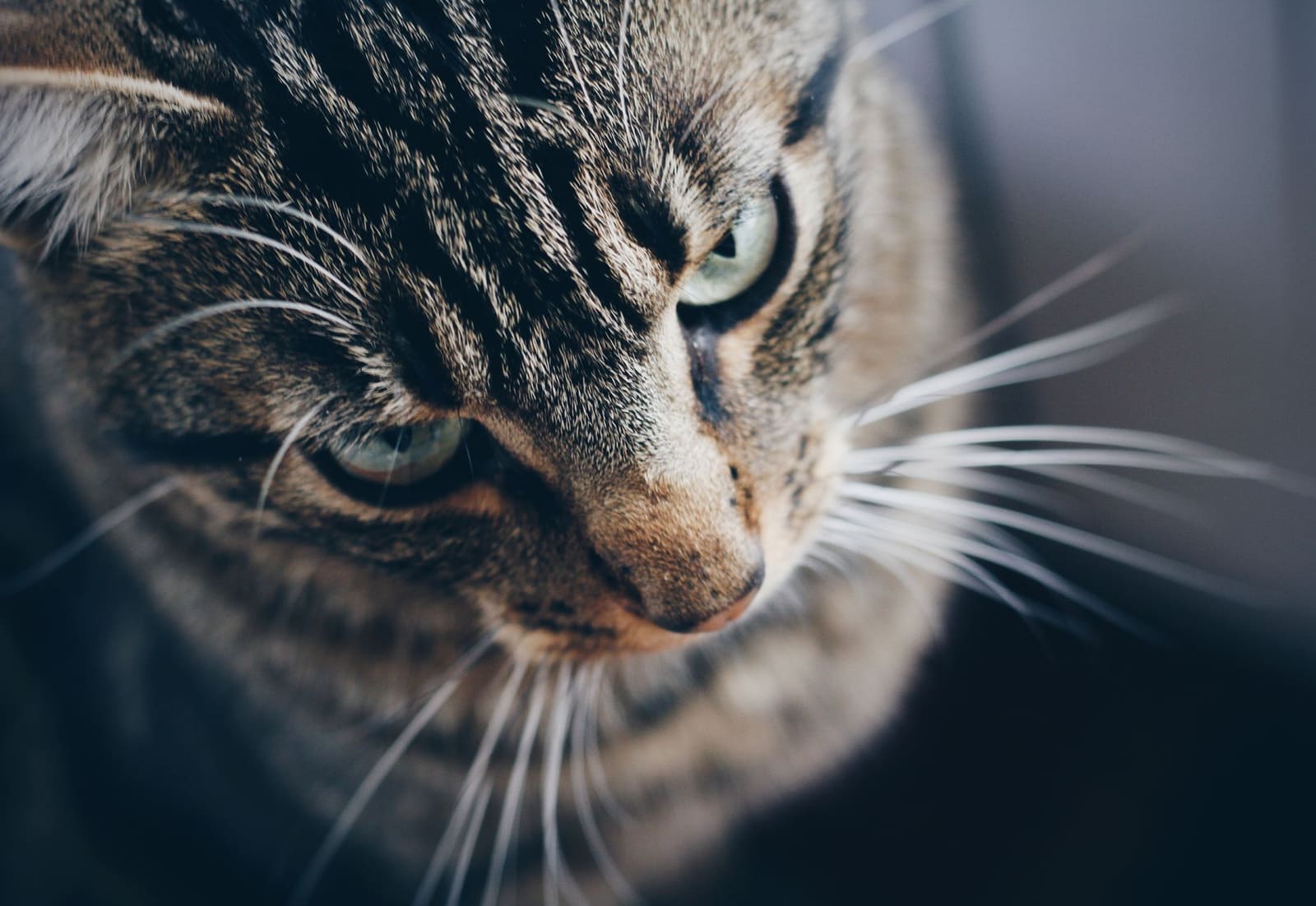 Teigne du chat : symptômes, traitement et risques pour l'humain