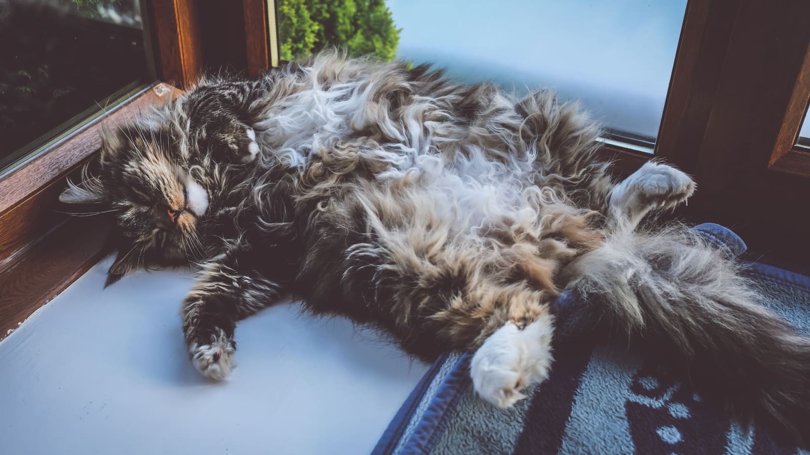 Chats
